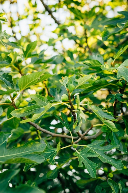 Figs on the tree