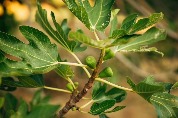 Photo figs on the tree