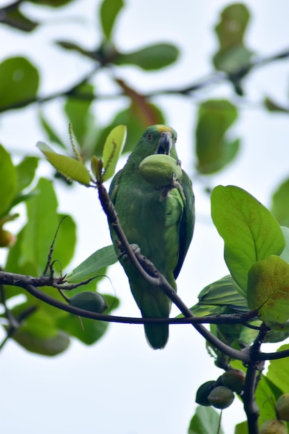 figs on tree