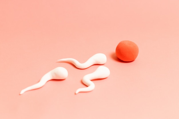 The figure of human sperm and human egg