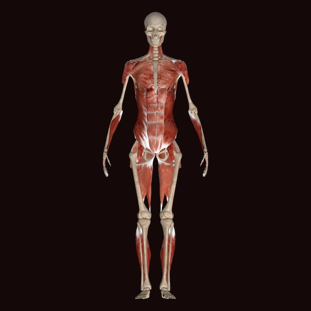 Photo a figure with a red body and the lower back showing the lower back and the lower lower legs