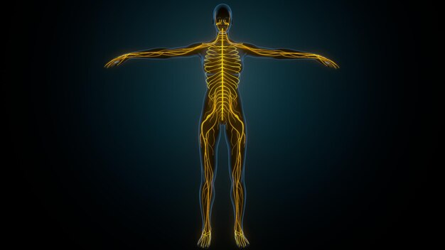 Photo a figure with a skeleton that has the body labeled as a skeleton