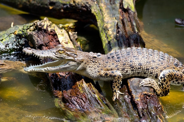 The figurine of a alligator in the tropical forest in Yanoda Park Sanya city Hainan island China