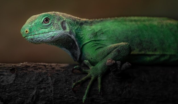 Fiji banded iguana