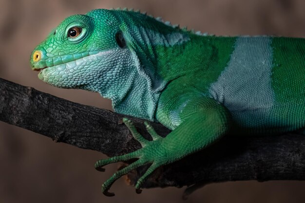 Fiji banded iguana