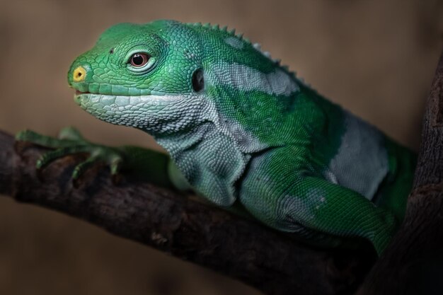 Fiji banded iguana