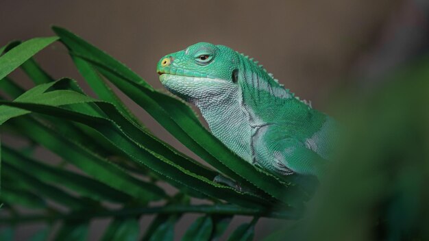 Fiji banded iguana