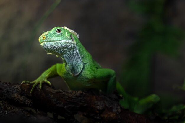 Fiji banded iguana