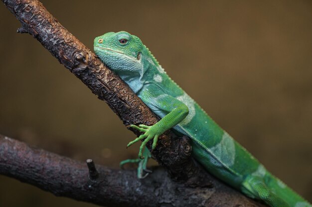 Fiji banded iguana