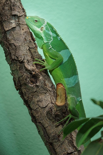 Fiji banded iguana