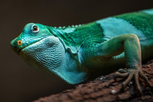 Fiji banded iguana