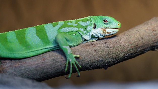 Fiji banded iguana