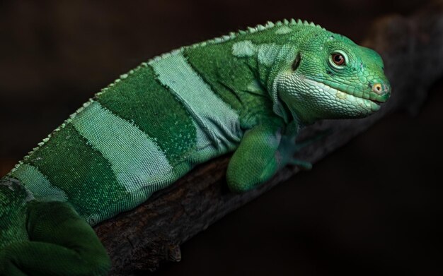 Photo fiji banded iguana