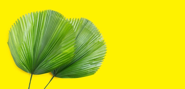 Fiji fan palm leaves on yellow background