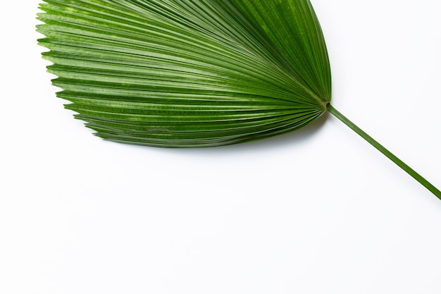 Fiji fan palm su sfondo bianco.