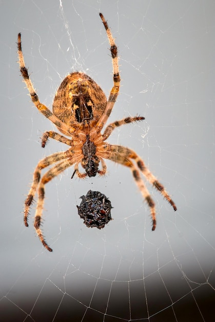 Foto fijn close-up europese tuin kruis spinnekop in web araneus diadematus