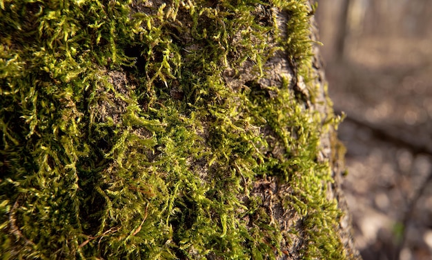 Fijn groen mos groeit op boom in bos, close-up macro detail, abstracte natuurlijke achtergrond