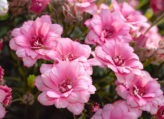 Fijn roze romantische natuurlijke bloemenachtergrond