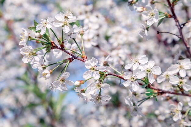 Fijne bloemen in mint tinten op een goede ondergrond. Muntkleuring.