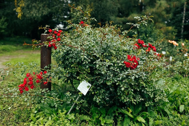 Fijne rode rozen in volle bloei in de tuin Close-up foto Donkergroene achtergrond