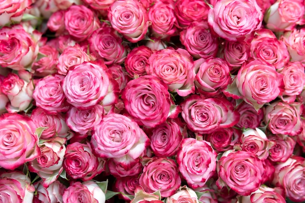 Fijne roze rozen.