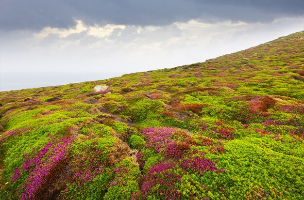 Fijngebloemde heide (Erica cinerea) plant aan de kust van de oceaan. Galicia