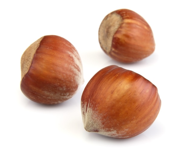 Filbert nut on a white background