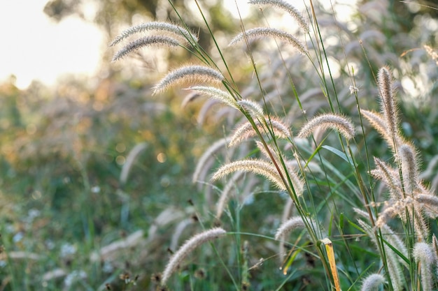 A filed of grass