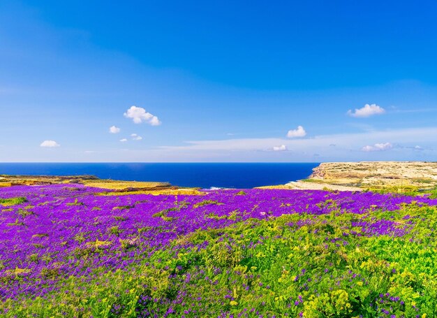 filed of purple violet flower and blue sea and sky gaze