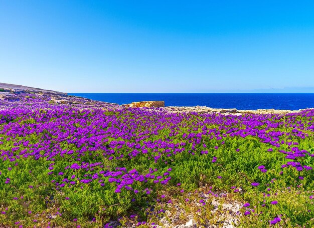 紫のすみれ色の花と青い海と空の視線のフィールド