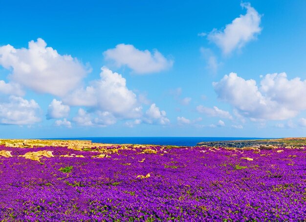 Filed of purple violet flower and blue sea and sky gaze