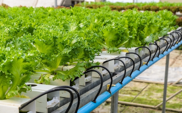 Filey Iceberg lettuce Hydroponic vegetables plantation