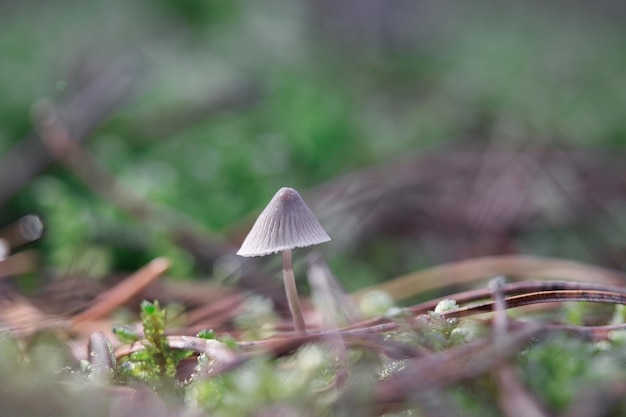 A filigree little mushroom on the forest floor in soft light Macro shot nature