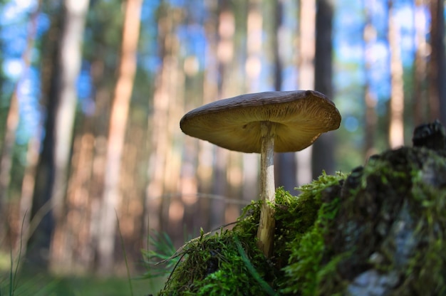 Филигранный маленький гриб на лесной подстилке в мягком свете Макросъемка природы