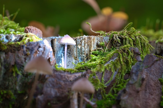 A filigree small mushroom in a tree root with light spot in the
forest forest