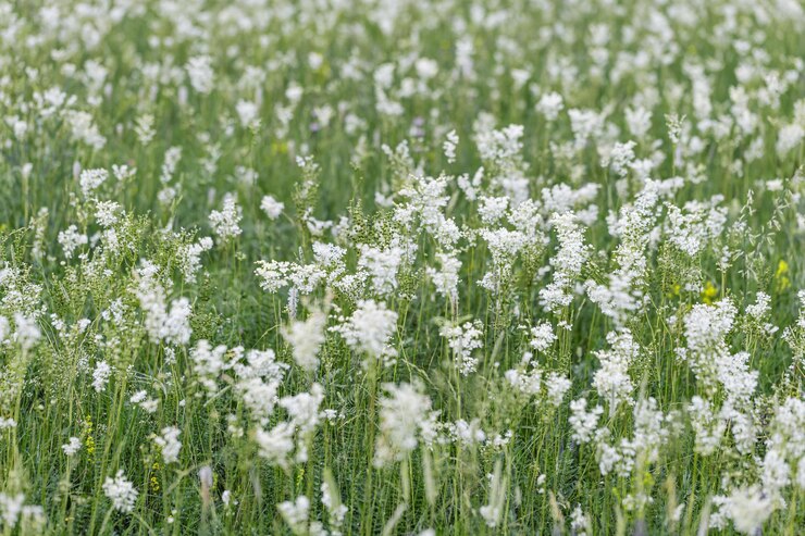 Filipendula ulmaria flowers growing on meadow summer nature scenery with white meadowsweet close up green blurred botanical background soft focus medical plants in flowering season