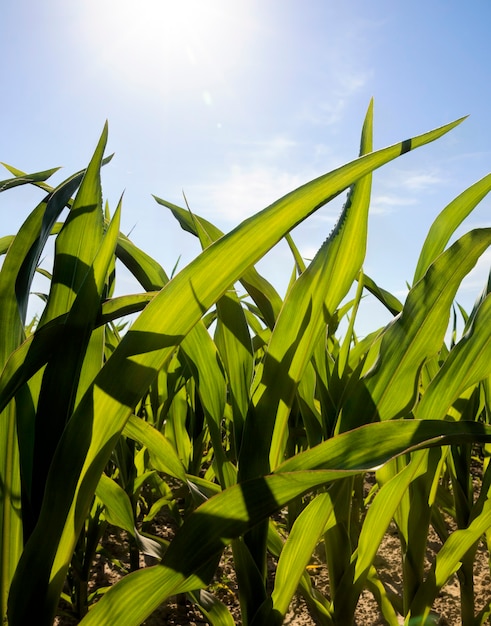 filled with green corn