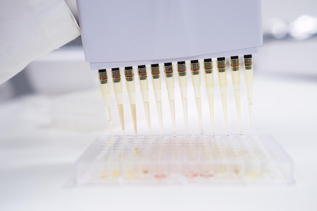 The filling of microplates for blood test testing is accomplished by scientist using a multichannel