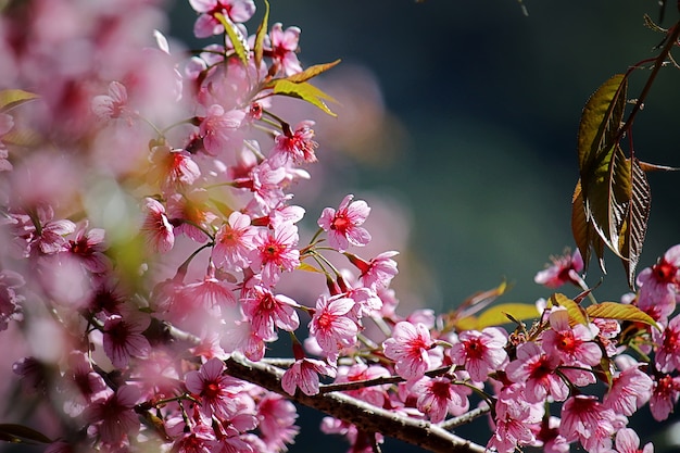 春の桜や桜の花の背景画像をフィルタリングする