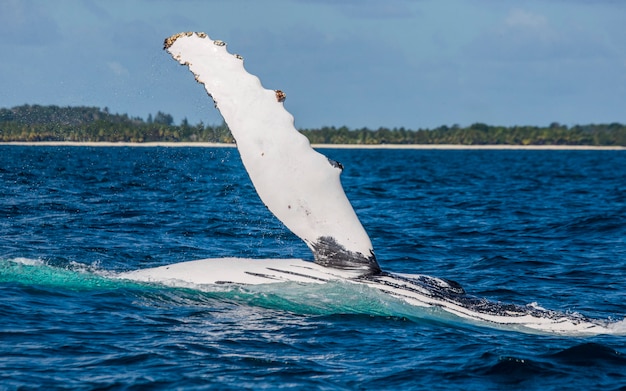 ヒレザトウクジラ。マダガスカル。セントメリーズアイランド。