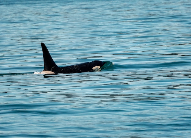 Fin of orca whale cutting through Resurrection Bay Seward