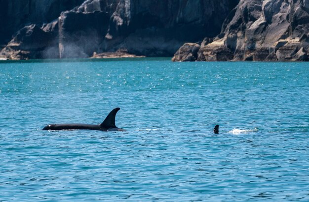 Fin of orca whale cutting through resurrection bay seward