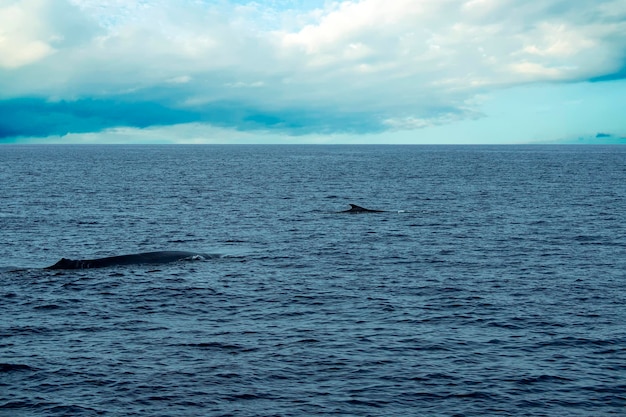Fin Whale 멸종 위기에 처한 종 세계에서 두 번째로 큰 동물을 볼 수 있는 희귀종