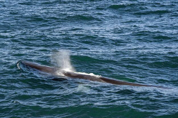 Fin whales seen off of Cape Cod whale watching tour