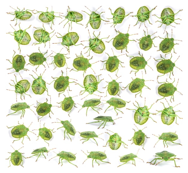 Finalstage nimf van een Green Shield bug-insect