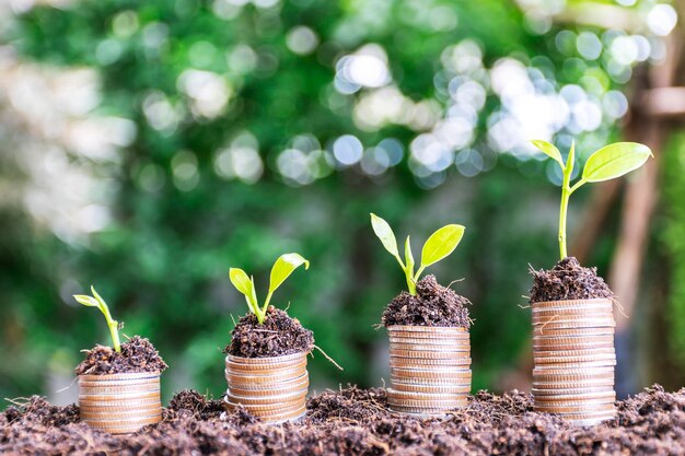 Financiële groei munten stapelen vier stapels stapelen en bomen erop planten oplopende volgorde bokeh-achtergronden