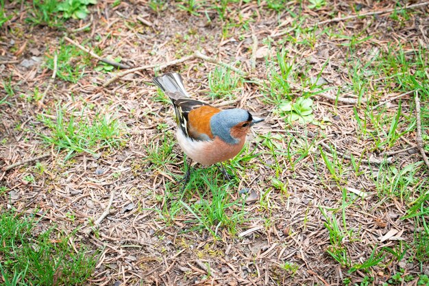 Finch bird. Colorful finch bird in the forest. Fringillidae family. Selective focus included.