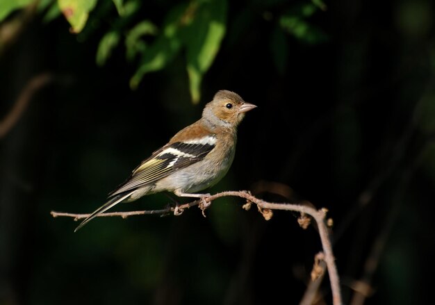 Finch Fringilla coelebs греется на солнце, сидя на сухой ветке в летний день.