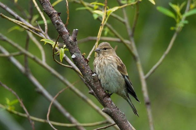 Finch op een tak