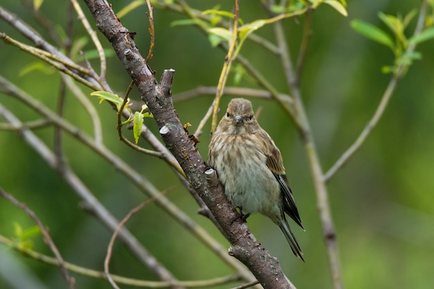 Finch op een tak